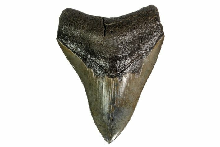 Serrated, Fossil Megalodon Tooth - Georgia #159728